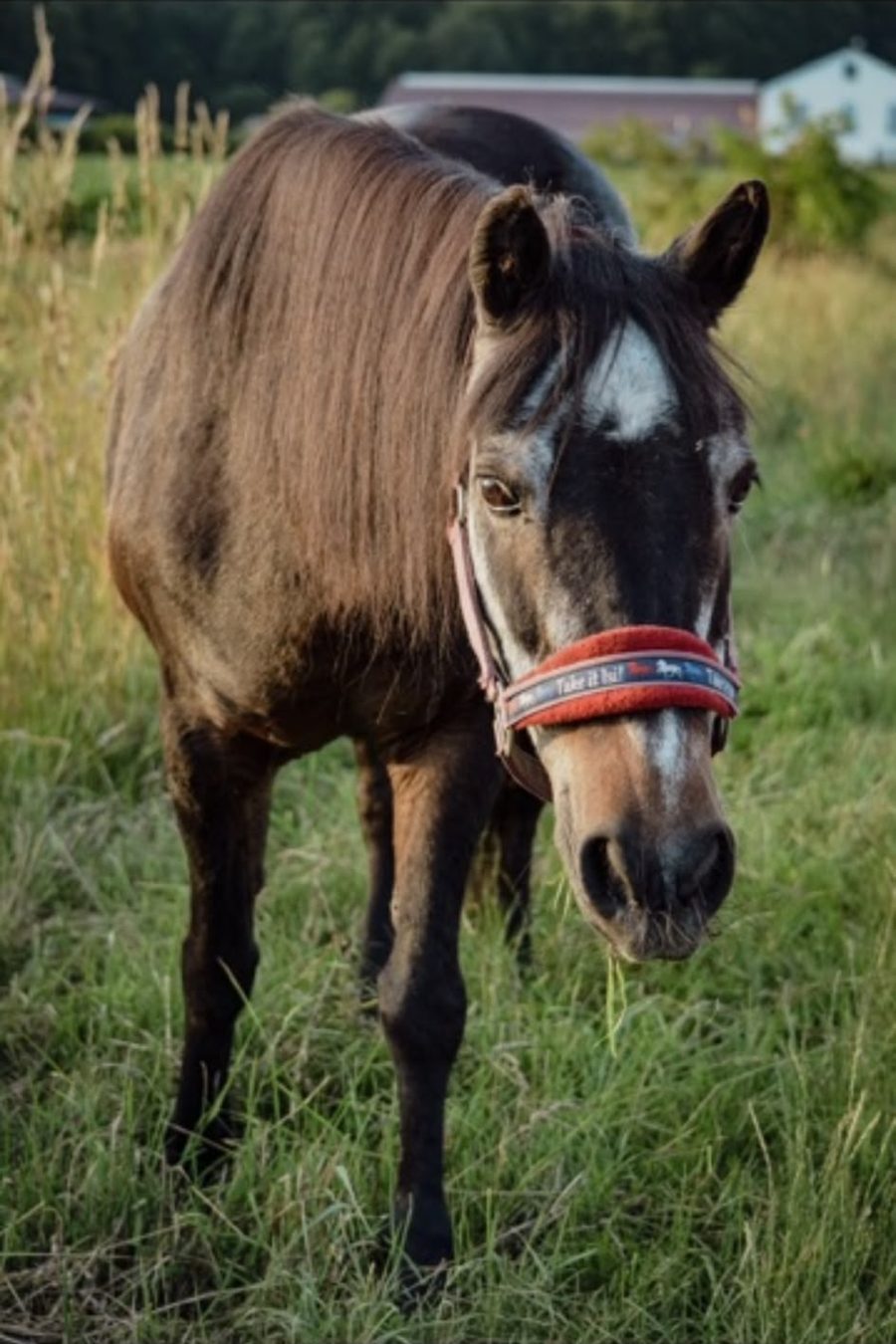 Ein Pferd schaut dich ruhig und freundlich an